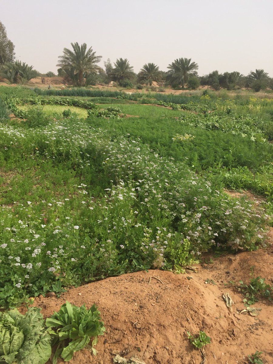 خطتك للويكند .. نايمين وغيرنا مداوم يا لروعة الشعور