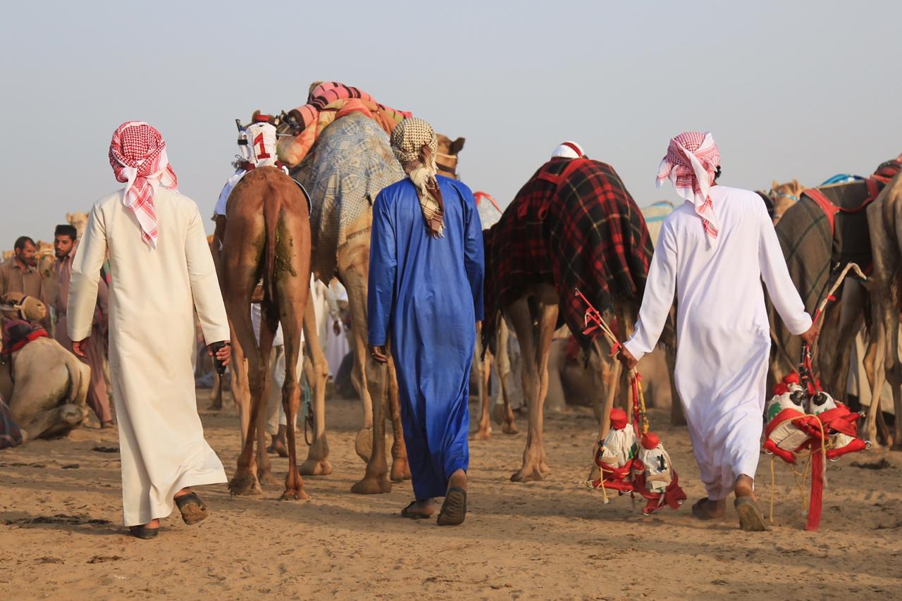 انطلاق الأشواط الختامية في مهرجان ولي العهد للهجن