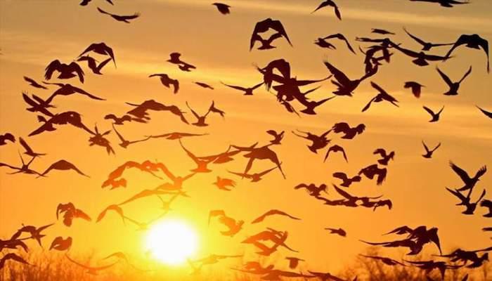 الحياة الفطرية تحتفي باليوم العالمي للطيور المهاجرة: سواحل المملكة أكثر أمناً