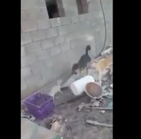 فيديو.. ضبط مُعذب القطط المربوطة بالكلاب