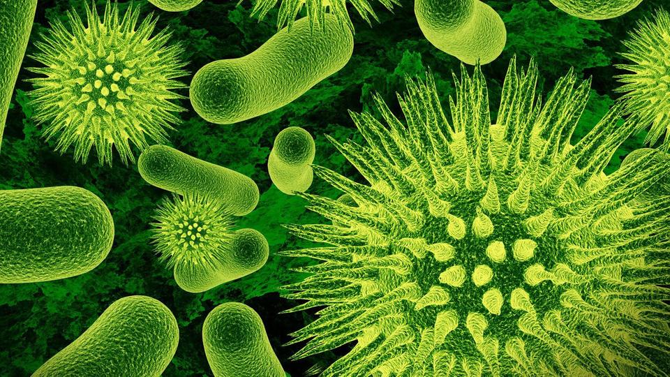 بروتين نباتي يهزم البكتيريا على طريقة لعب الشطرنج 