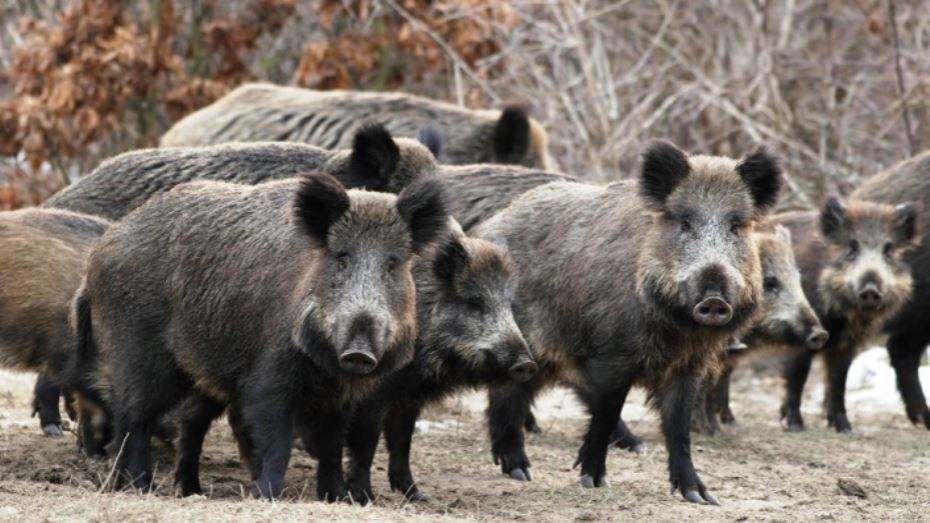 الصين تواجه تفشي حمى الخنازير بإعدامها