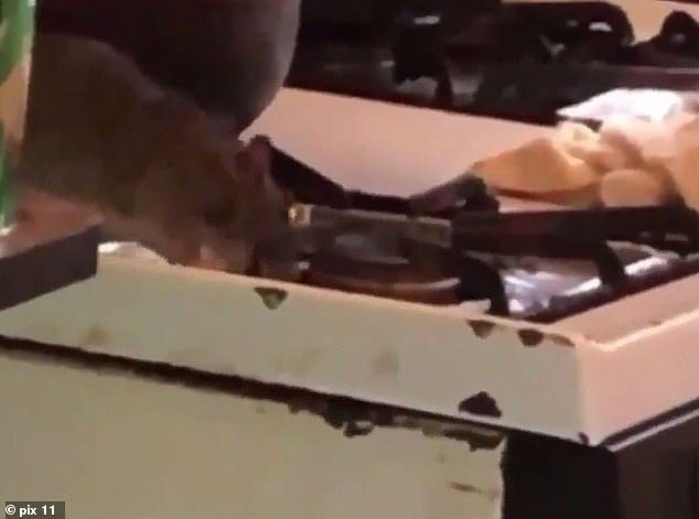فيديو.. فئران بحجم الكلاب تحتل منزلاً في نيويورك 