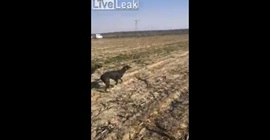 فيديو.. كلب يسقط رجلا أرضاً ويضعه في موقف محرج
