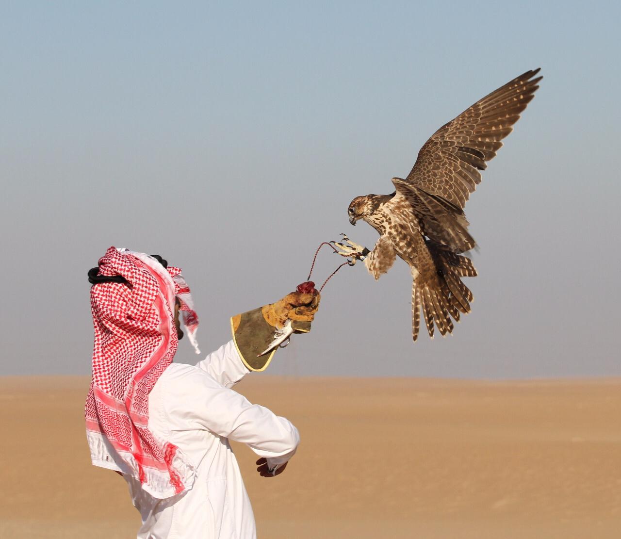 معرض الصقور والصيد السعودي .. واحات تحاكي الطبيعة من الطائف إلى الربع الخالي