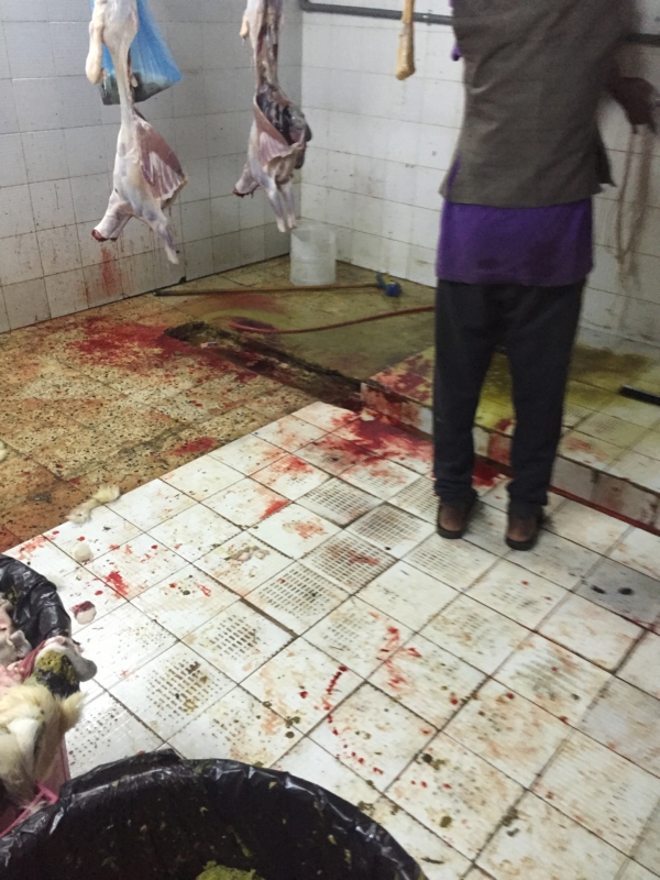 "المواطن" خلف الكواليس.. مسلخ مخالف يذبح ليلًا في الخميس - المواطن