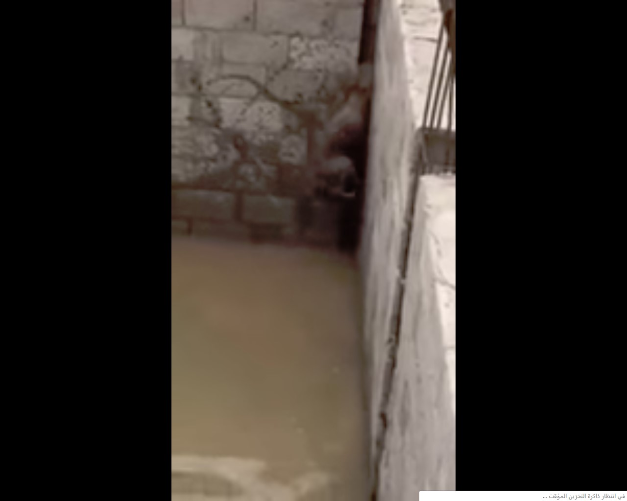 فيديو.. مواطن يحرر ذئبًا نادرًا مُحتجزًا في خزان مياه بالدوادمي