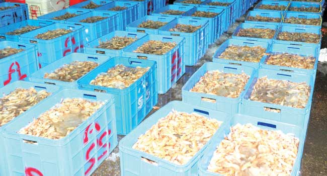 اتفاقية بنصف مليار ريال لتصدير الروبيان من المملكة إلى الصين