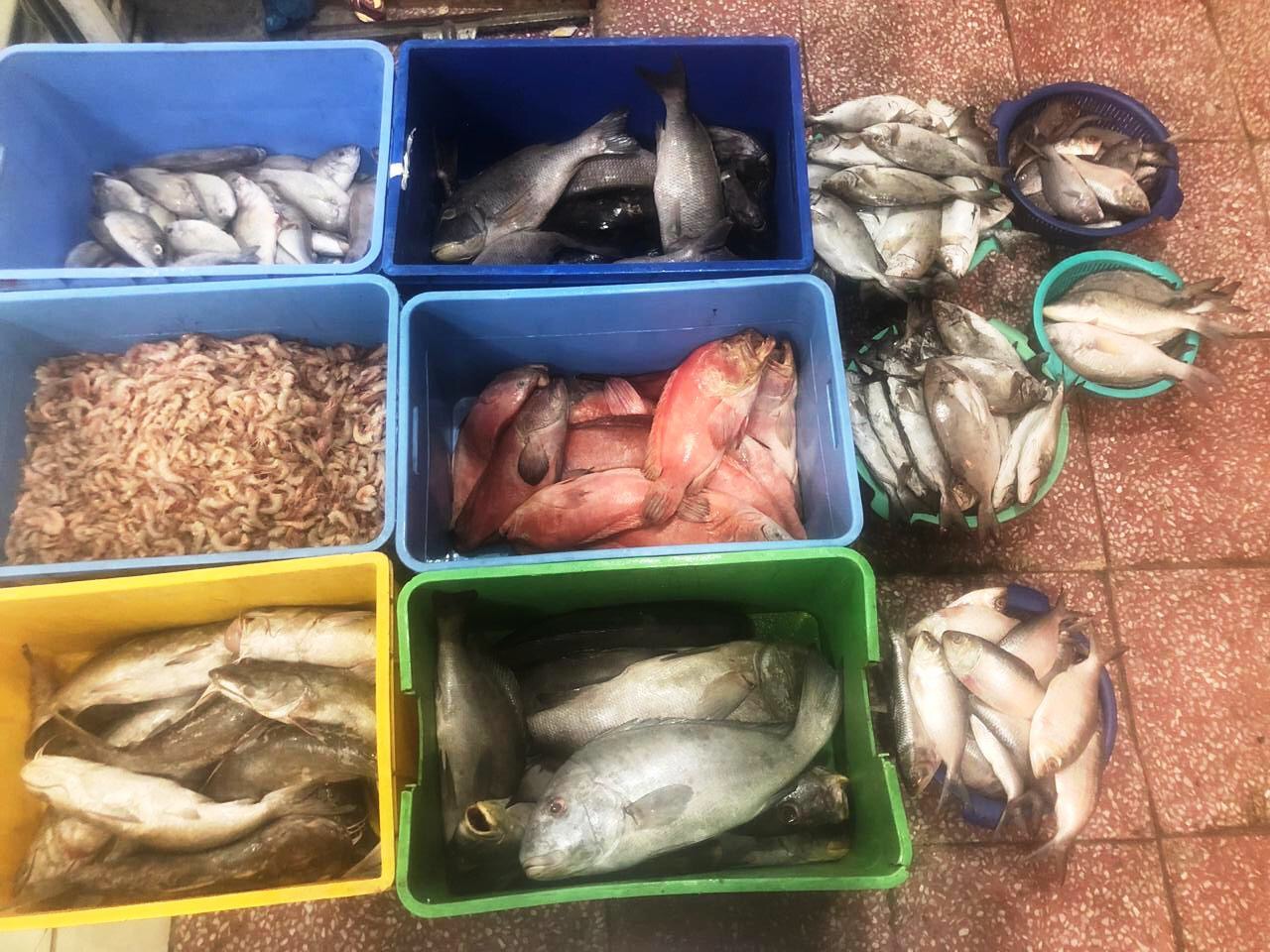 صور.. ضبط أكثر من 150 كجم من الأسماك الفاسدة في عسير - المواطن