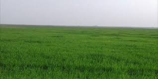 #البيئة تبدأ بزراعة 300 هكتار كحقول إرشادية للزراعة المطرية في المملكة
