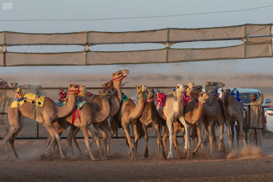 العجمي يتصدر قائمة الملّاك الأعلى نقاطًا بمهرجان ولي العهد للهجن