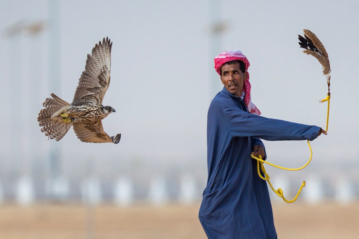 شاهد الصور.. 127 متنافساً في الأشواط الدولية لمهرجان الملك عبدالعزيز للصقور