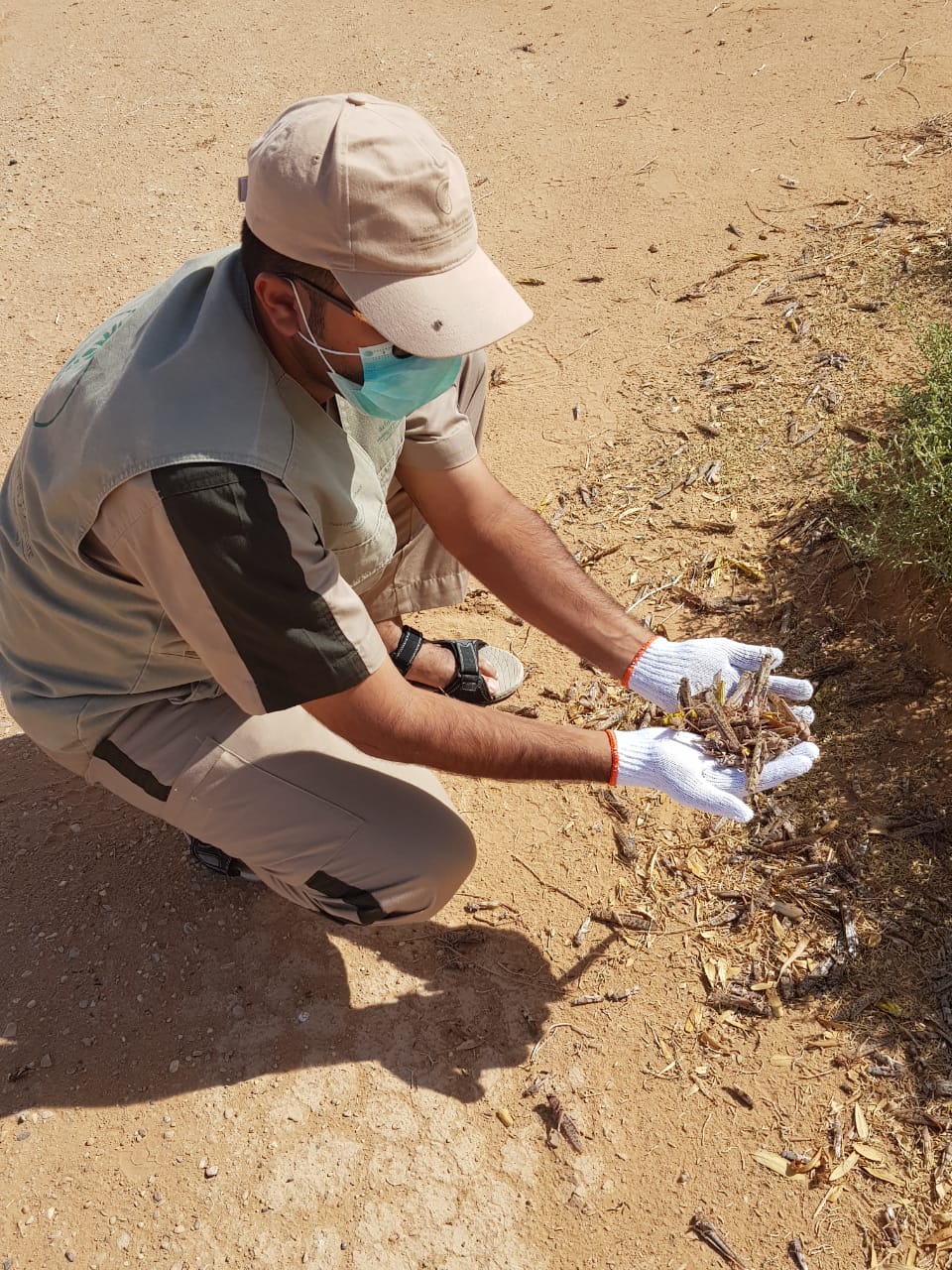 الجراد الصحراوي يصيب 1500 هكتار بالساحل الجنوبي الغربي والبيئة تكافح