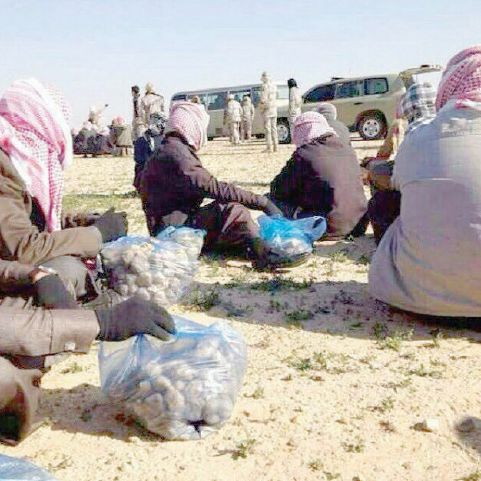 إمارة الشمالية تنفي إطلاق سراح الباحثين عن الفقع خلف الحدود