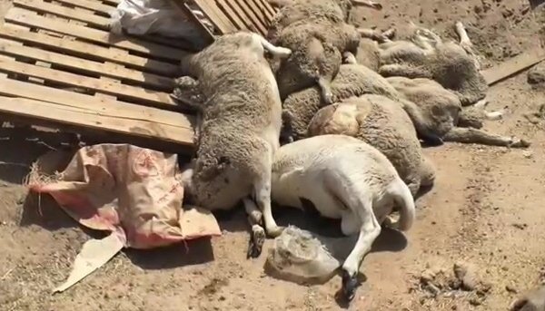 الطاعون ينتشر في 28 ولاية جزائرية ويقتل أكثر من 12 ألفًا من الماشية