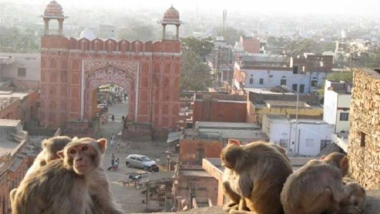 الشرطة الهندية تتسلح بـ النبال لمواجهة جحافل القرود