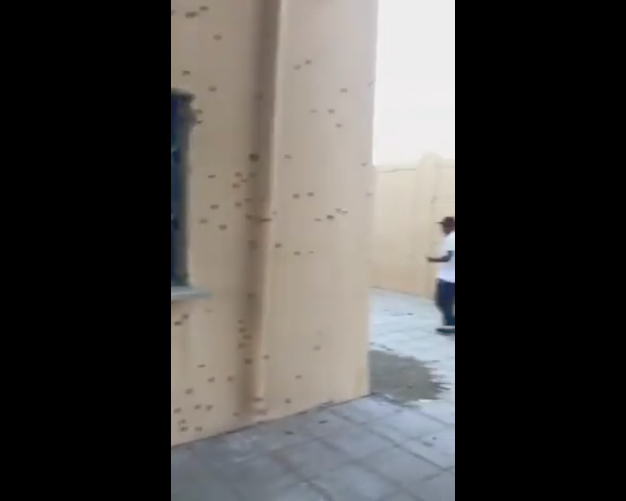 فيديو.. صرصور الليل يهاجم مدرسة ثانوية في خليص ويعلق الدراسة!