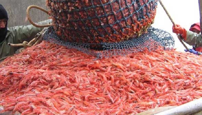 أسواق الأسماك تستقبل باكورة صيد الروبيان