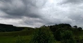 فيديو.. السماء تمطر عناكب!
