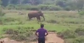 فيديو مروع.. نهاية مأساوية لرجل حاول تنويم فيل مغناطيسيا