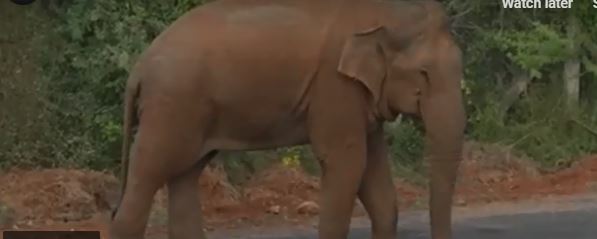 فيديو مؤثر.. فيلة مجروحة القلب تبكي صغيرها