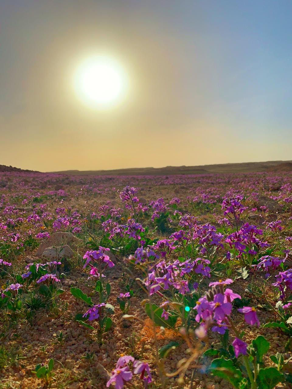 نباتات الربيع ترسم لوحات مذهلة في براري رفحاء