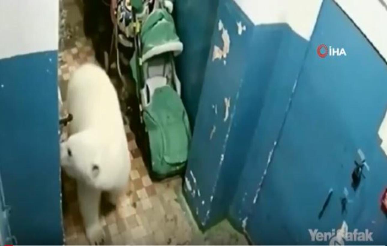 فيديو.. الدب الروسي يغزو المدن والحكومة تستنفر