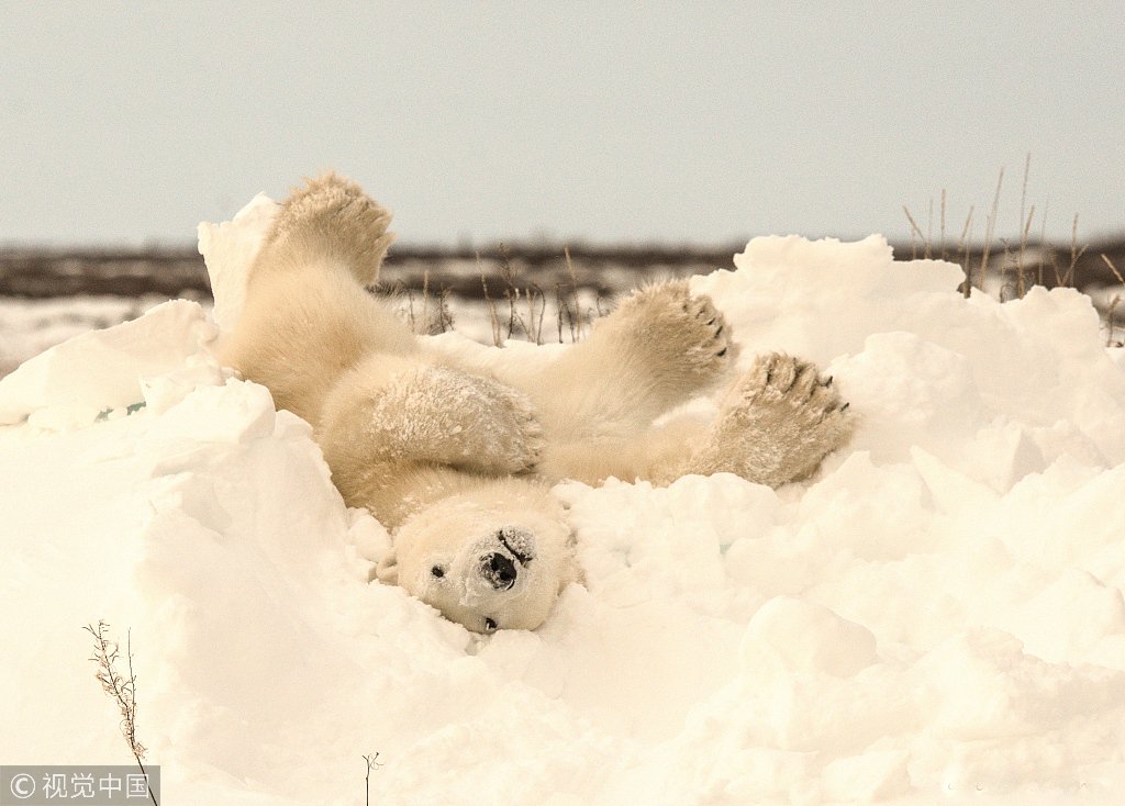 شاهد.. لقطات طريفة لدب صغير يستمتع بالثلوج