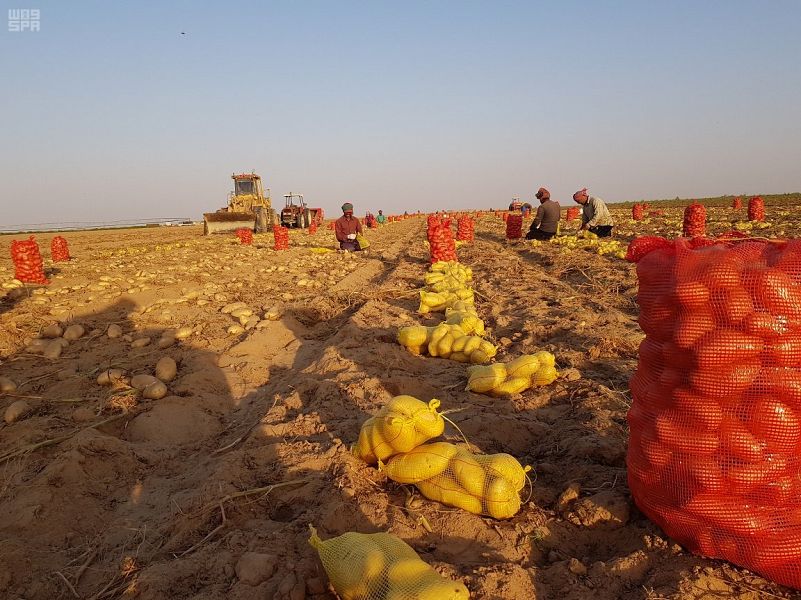 بدء جني محصول البطاطس في وادي الدواسر