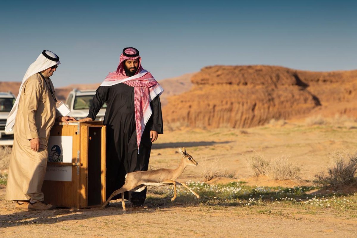 تحت رعاية محمد بن سلمان .. رؤية العلا تقود العالم في رحلة عبر الزمن مع التراث والطبيعة