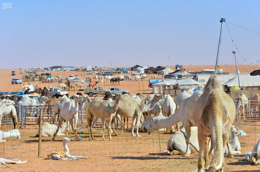 مهرجان الملك عبدالعزيز ينعش مبيعات أكبر سوق للإبل بالمملكة