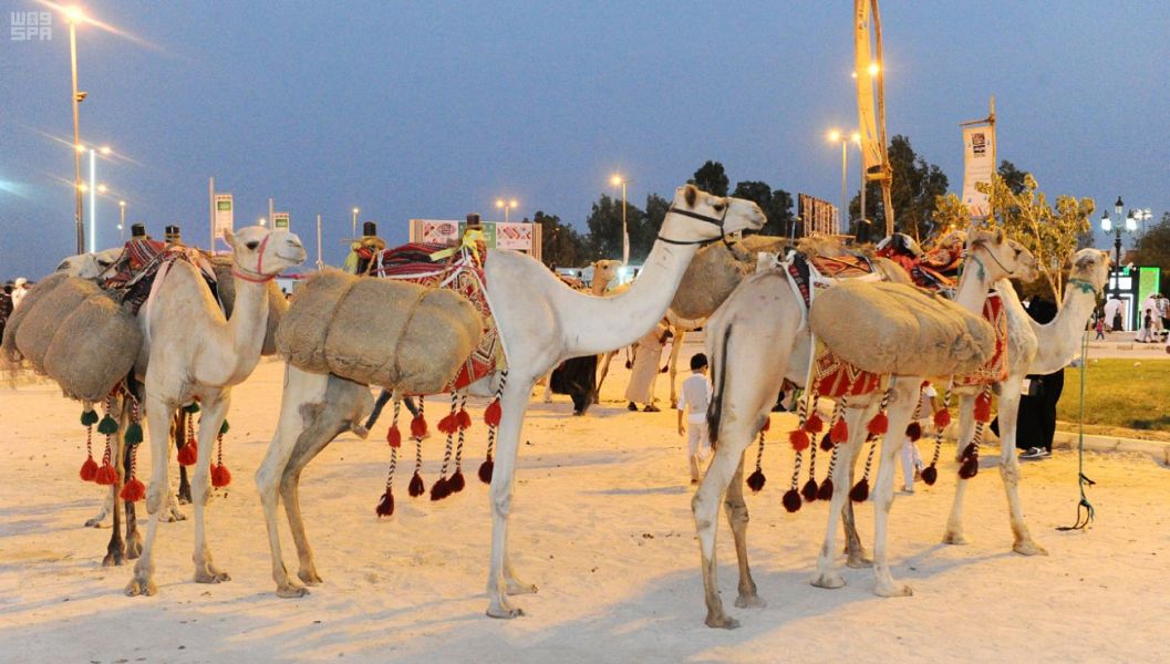 صور.. نادي الإبل يستكشف الربع الخالي برحلة ركايب بأكثر من 100 مغامر