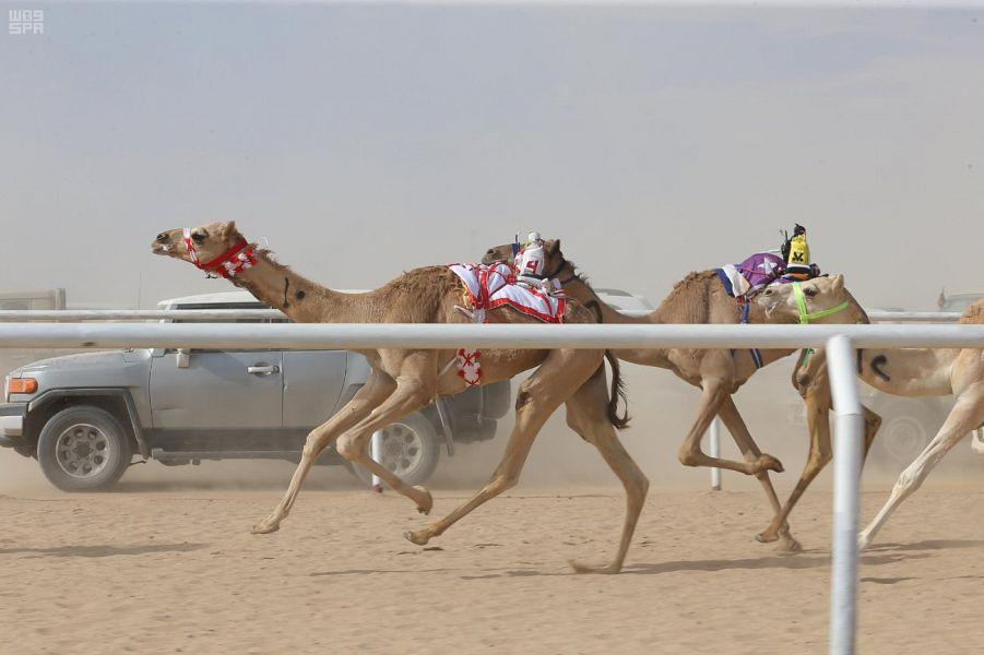 انطلاق سباقات الهجن بمهرجان الملك عبدالعزيز بجوائز 88 مليون ريال