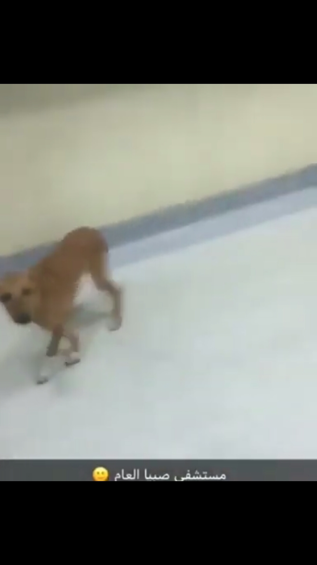 فيديو.. كلب ضال في مستشفى صبيا بجازان والصحة ترد