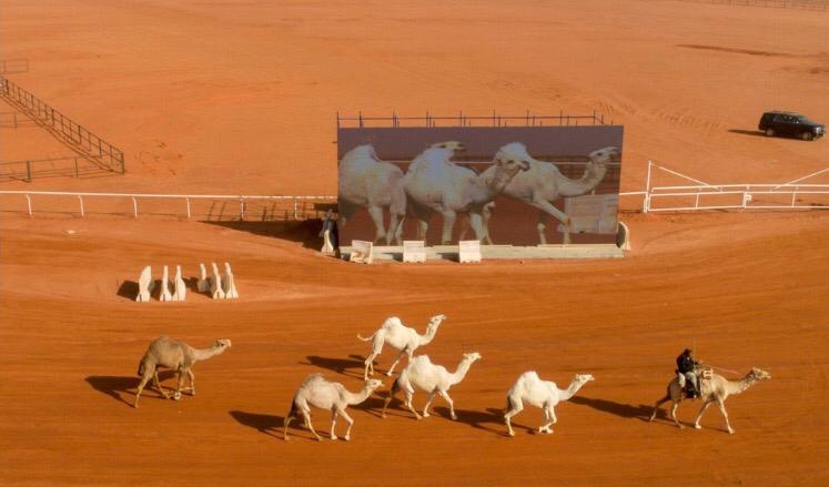 عروض متنوعة لـ عالم الرحل في مهرجان الملك عبدالعزيز للإبل