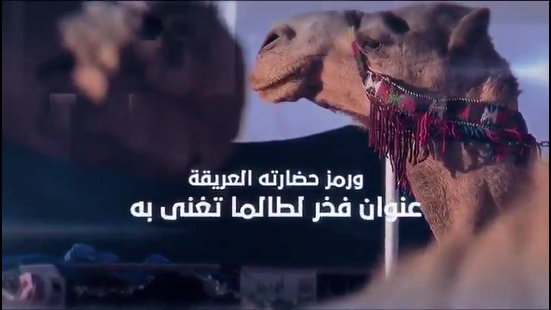 فيديو وتعليق.. بدر الفرحان: الإبل موروث ثقافي نعتز بإحيائه