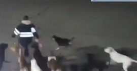 فيديو.. 11 كلبًا يهاجمون امرأة ويمزقون جسدها