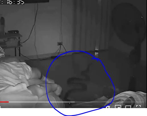 فيديو.. ثعبان يلدغ مسنة وهي نائمة