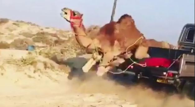 جمل يسقط على وافد .. كسر بالضلوع وإصابة بالرأس