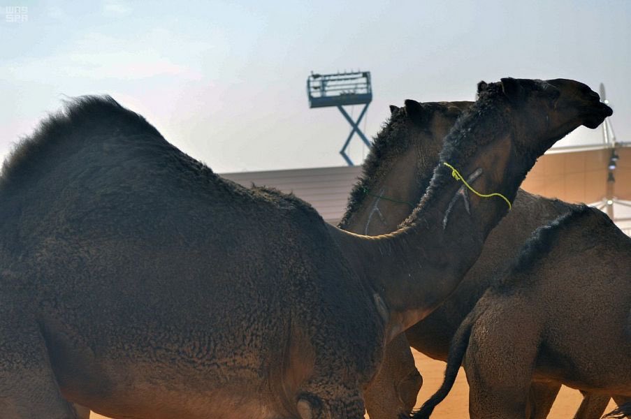 وسم الإبل تقليد عربي يثبت الملكية .. والشريحة الإلكترونية بديل حديث وجواز سفر