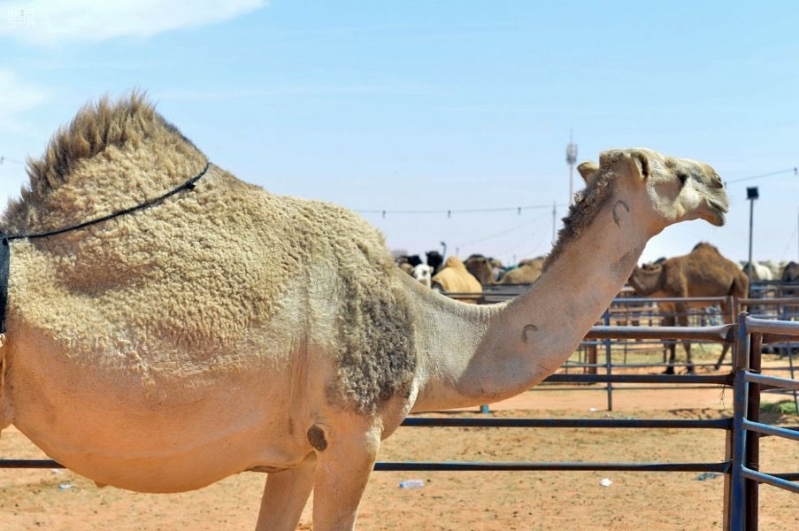 ÙˆØ³Ù… Ø§Ù„Ø¥Ø¨Ù„ ØªÙ‚Ù„ÙŠØ¯ Ø¹Ø±Ø¨ÙŠ ÙŠØ«Ø¨Øª Ø§Ù„Ù…Ù„ÙƒÙŠØ© .. ÙˆØ§Ù„Ø´Ø±ÙŠØ­Ø© Ø§Ù„Ø¥Ù„ÙƒØªØ±ÙˆÙ†ÙŠØ©