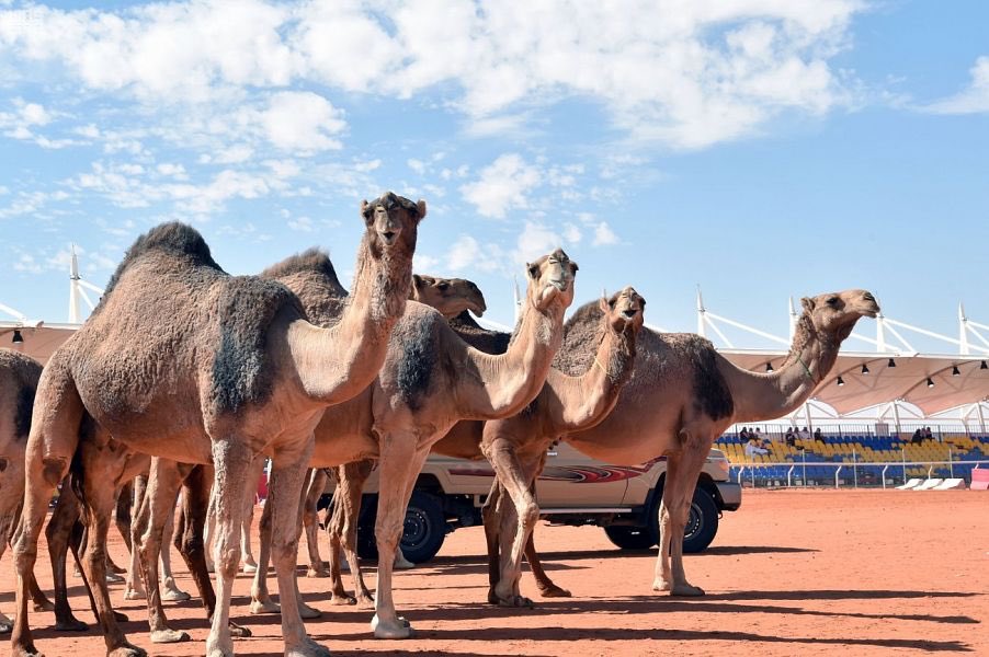 تتويج الفائزين بالمراكز الأولى في 50 حمر بمهرجان الملك عبدالعزيز للإبل