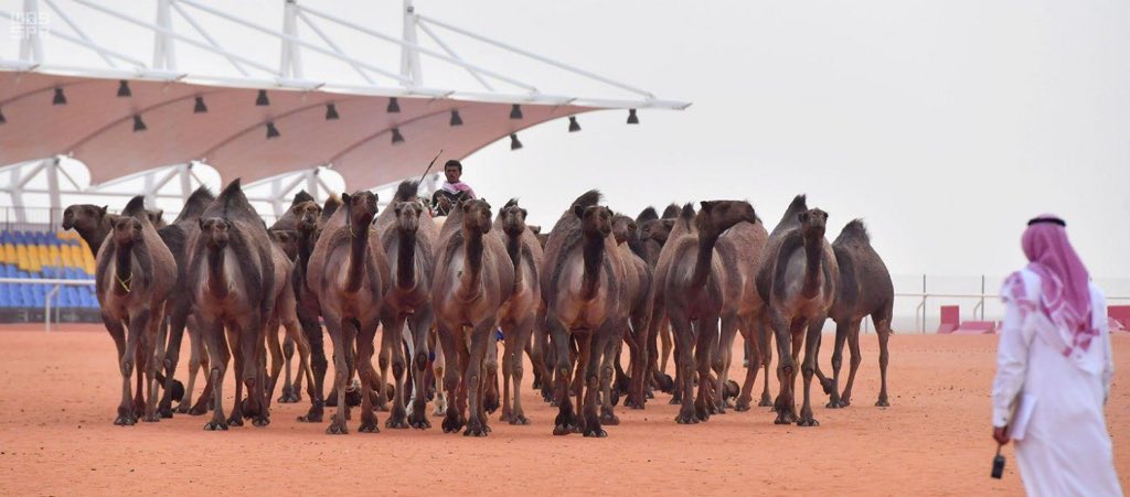 تتويج الفائزين بالمراكز الأولى في 30 صفر بمهرجان الإبل