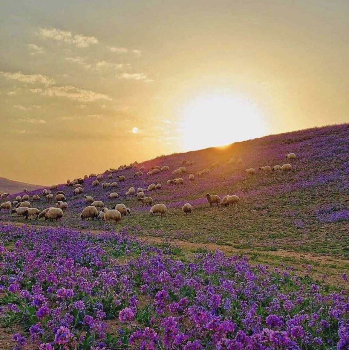 بعد تمازج الأخضر بالبنفسجي كادت الكمأةُ أن تقولَ خُذوني!