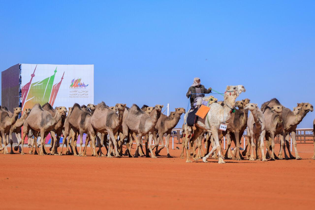 منقية الراجحي تتوج بالمركز الأول في فئة 30 حمر بمهرجان الإبل