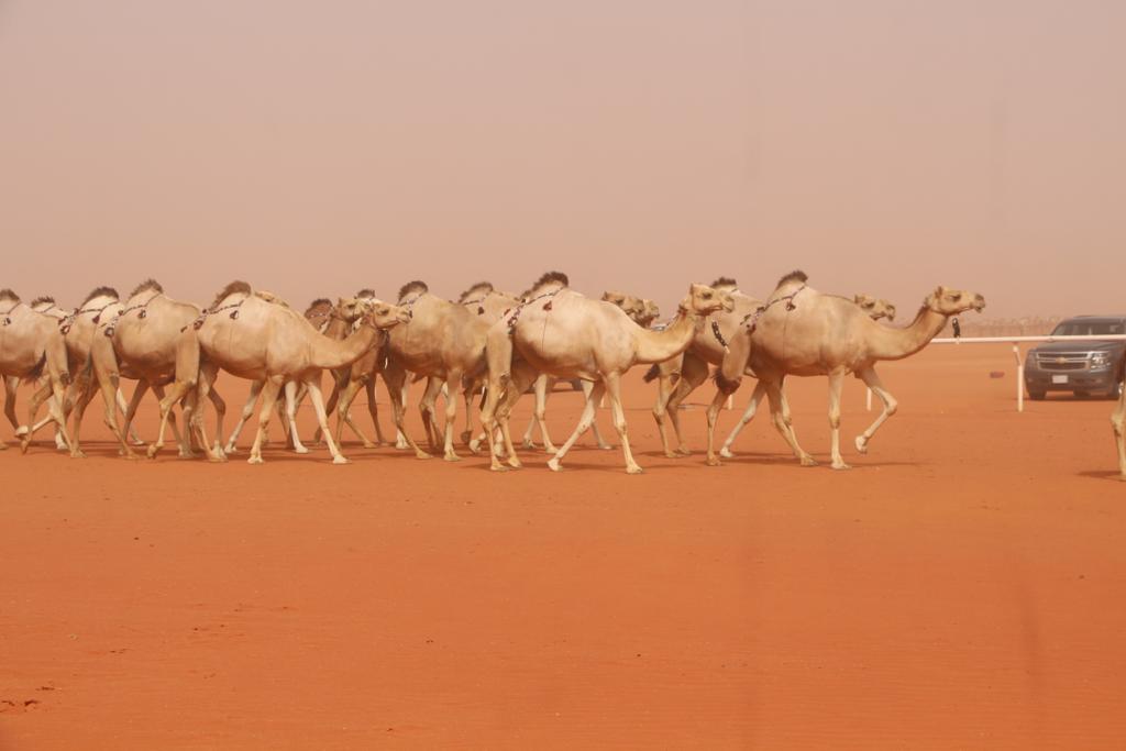 منقية سلطان بن زايد تفوز بالمركز الأول في منافسات الهجن الأصايل