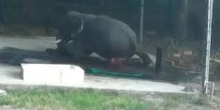 فيديو.. لقطات مروعة لانتقام فيل غاضب من رجل ضربه