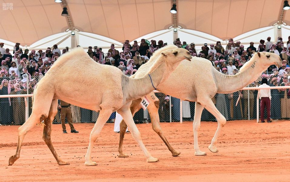 نادي الإبل يعلن عن بدء التسجيل في مزاد النخبة