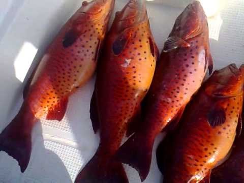 حظر صيد أسماك الناجل والطرادي بدءًا من السبت