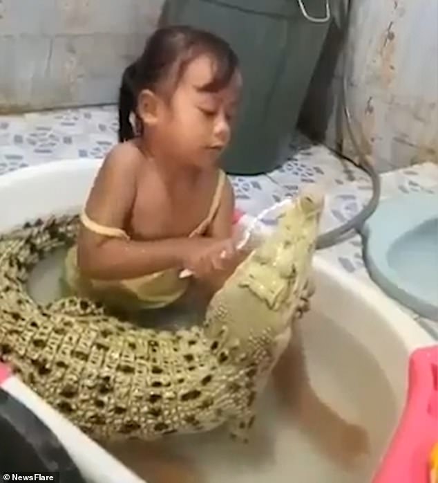فيديو.. تمساح بحمام منزل مسن !